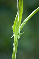 Sweet pea supported by string