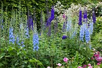 Delphiniums at Hanham Court - showing staking technique