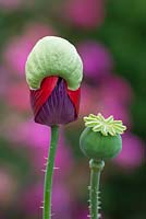 Papaver somniferum - Opening bud of Opium poppy