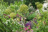 Angelica archangelica growing in the border at Hanham Court