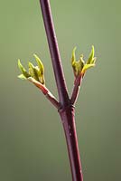 Dogwood stem forced into early leaf by being brought indoors in spring