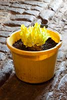 Chicory forced in a bucket