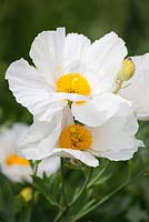 Romneya coulteri AGM - Californian tree poppy