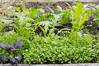 Brassica rapa, Chinese Mustard 'Green In Snow'  with Red Mustard, Chinese cabbage 'Greenboy' and self seeded Montia perfoliata, Winter Purslane in Autumn.