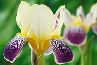 Iris 'Nibelungen' - Tall Bearded Iris