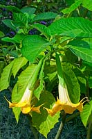 Brugmansia - Datura Flower
