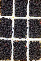 Picked blackberries