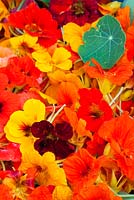 Picked nasturtiums