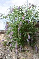 Buddleja davidii - Buddleia growing out of a wall at Stroud Railway Station. 