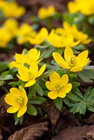 Eranthis hyemalis