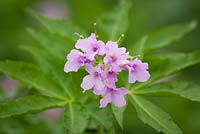 Cardamine pentaphylla AGM. Milkmaids