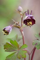 Aquilegia 'Fruit and Nut Chocolate'