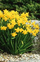 Narcissus 'Tete-a-tete' at Glen Chantry