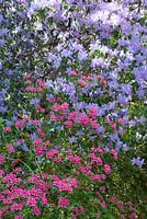 Rhododendron 'Hinamayo' - Kurume Azalea with R. augustinii