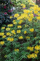 Rhododendron luteum AGM