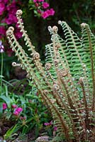 Unfurling fern fronds - Polystichum setiferum
