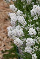 Lavandula angustifolia 'Arctic Snow'