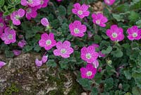 Erodium x variabile 'Bishops Form' - RHS Hampton Court Flower Show 2012, Rotherview Nursery