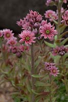 Sempervivum arachnoideum - RHS Hampton Court Flower Show 2012, Rotherview Nursery