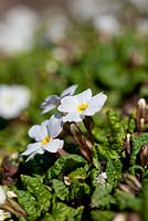 Primula pruhoniciana 'Schneewittchen' - White primrose 