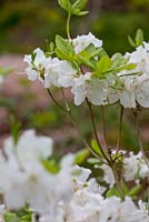 Rhododendron schlippenbachii 'Alba'