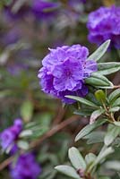 Rhododendron hippophaeoides 'Habba Shan'