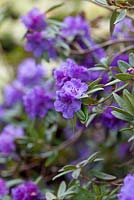 Rhododendron hippophaeoides 'Habba Shan'