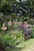 Border at 'Dragons' garden showing Allium 'Globemaster' seedheads, Salvia x sylvestris 'Maynight' (Mainacht), Calamgrostis x Acutiflora stricta, and Clematis durandii.