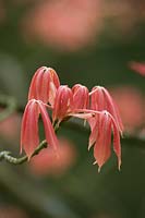 Aesculus x neglecta 'Erythroblastos' AGM 