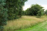 Wildlife conservation garden - long grass beneath trees