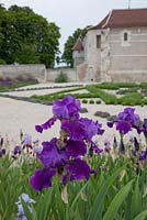Iris 'Breakers' - Chateau du Rivau, Lemere, Loire Valley, France