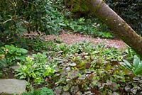 Epimedium versicolor Neo - sulphureum and Erythronium revolutum 'Knightshayes Pink' in the woodland garden at Glebe Cottage