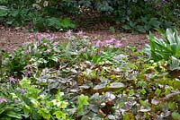 Epimedium versicolor Neo - sulphureum and Erythronium revolutum 'Knightshayes Pink' in the woodland garden at Glebe Cottage