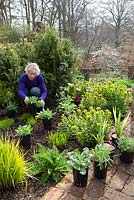 Carol Klein planting out summer flowering plants into a gap in the border. Achillea 'Fanal' syn. 'The Beacon', Rudbeckia fulgida var. deamii, Iris pseudacorus and rheum