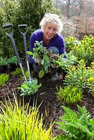 Carol Klein dividing a rudbeckia whilst planting out summer flowering plants into a gap in the border. Achillea 'Fanal' syn. 'The Beacon', Rudbeckia fulgida var. deamii, Iris pseudacorus and Rheum