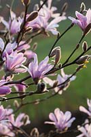 Magnolia x loebneri 'Leonard Messel'