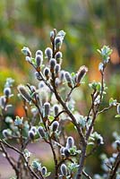 Salix alba f. argentea - Willow