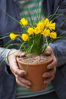 Carol Klein holding a terracotta pot with Narcissus bulbocodium Golden Bells Group