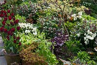 Spring border at Glebe Cottage including Narcissus 'Silver Chimes', Lamium orvala, Cornus controversa 'Variegata', and Tulipa 'Jan Reus' grown in terracotta pots.