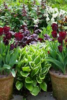 Tulipa 'Jan Reus' grown in pots with Narcissus 'Silver Chimes', Lamium orvala, Hosta and Heuchera at Glebe Cottage