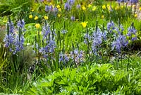 Camassia leichtlinii subsp. suksdorfii in a spring border at Glebe Cottage