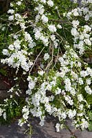 Exochorda macrantha 'The Bride' AGM - Pearl bush