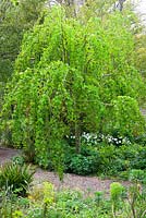 Cercidiphyllum japonicum f. pendulum. Pendulous katsura