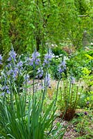 Camassias in the woodland garden at Glebe Cottage