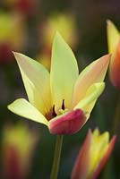 Tulipa clusiana 'Cynthia'. Lady tulip 'Cynthia'