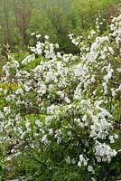 Exochorda x macrantha 'The Bride' AGM. Pearl bush