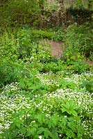 Woodland froth at Glebe Cottage with Galium odoratum - sweet woodruff, Ranunculus aconitifolius - White bachelor's buttons and Tellima grandiflora