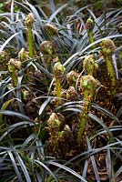 Fern fronds emerging through Ophiopogon planiscarpus 'Nigrescens'