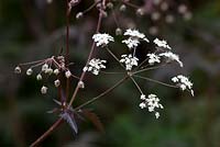 Anthriscus sylvestris 'Ravenswing'. Purple Cow parsley, Queen Anne's lace