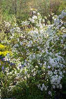 Exochorda x macrantha 'The Bride' AGM. Pearl bush